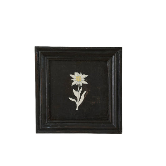 Edelweiss